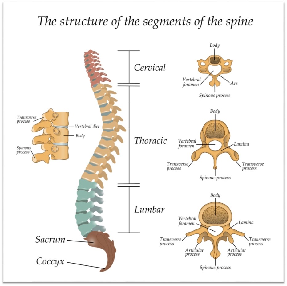 cervical, thoracic, and lumber spine image sectioning out each