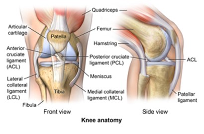 knee anatomy, acl tear, acl anatomy, anterior cruciate ligament