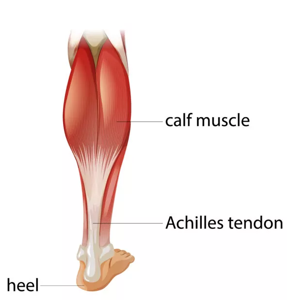Ankle Anatomy, Achilles-Tendon-Diagram