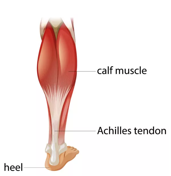 Sprained Ankle – Definition, Anatomy and Causes (Video) - Town Center  Orthopaedics