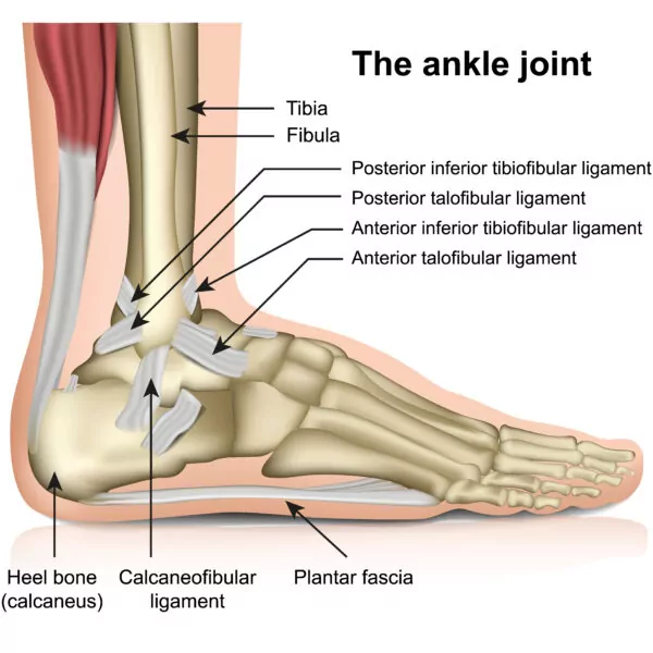 Ankle Bones, ankle anatomy, Ankle-Joint-Ligaments ankle bones, ligaments and tendons of the foot