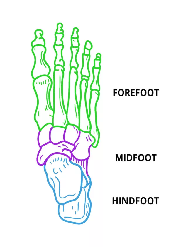 Mid-Hind-Forefoot-Diagram-High-Contrast