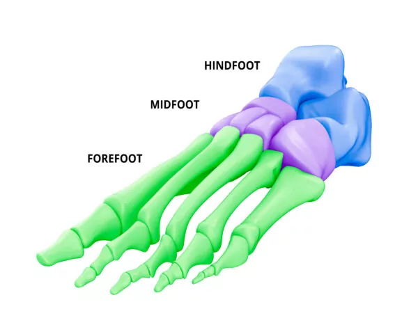 Foot anatomy, foot bones, oot and Ankle Bones Mid-Hind-Forefoot-Diagram-lateral-view-High-Contrast