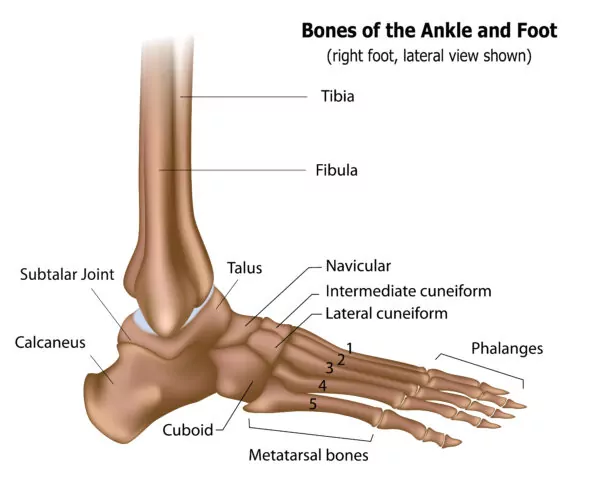 leg and feet bones