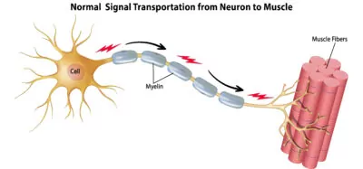 Normal-Neuron-Signal-Transportation-from-Cell-to-Muscle