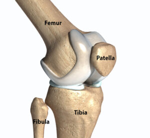 Bones of the knee anatomy of the knee