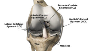 Ligaments of the knee