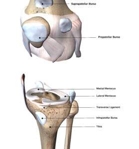 Bursae of the knee and menisci of the knee