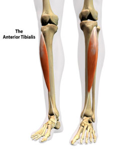 The Anterior Tibialis