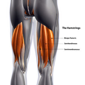 The Hamstring muscles and how the hamstrings support the knee