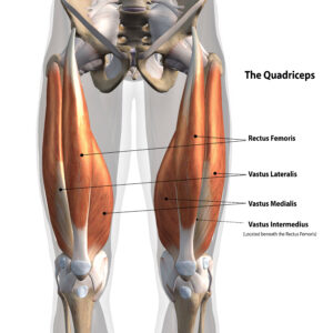 Quadriceps and how the quadriceps support the knee