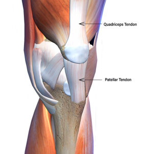 Tendons of the knee