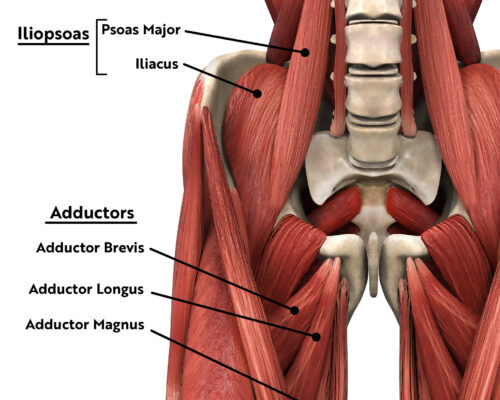 Adductors, iliopsoas, muscles of the hip