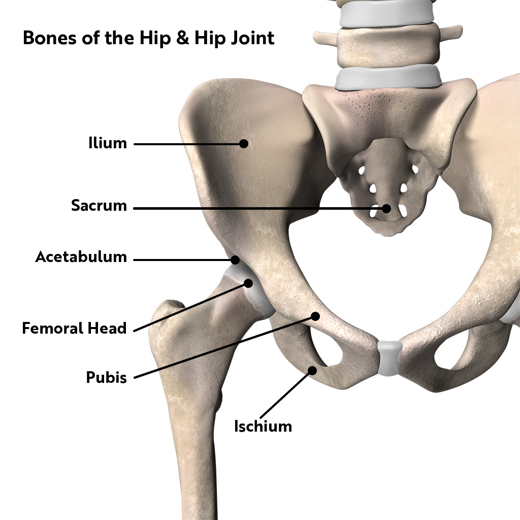 Bones of the Hip,