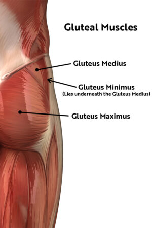 Muscles of the hip, gluteal muscles