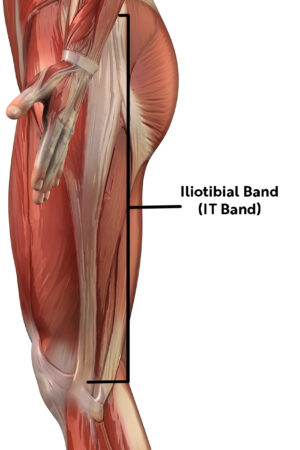Iliotibial band (IT Band), muscles of the hip, anatomy of the hip