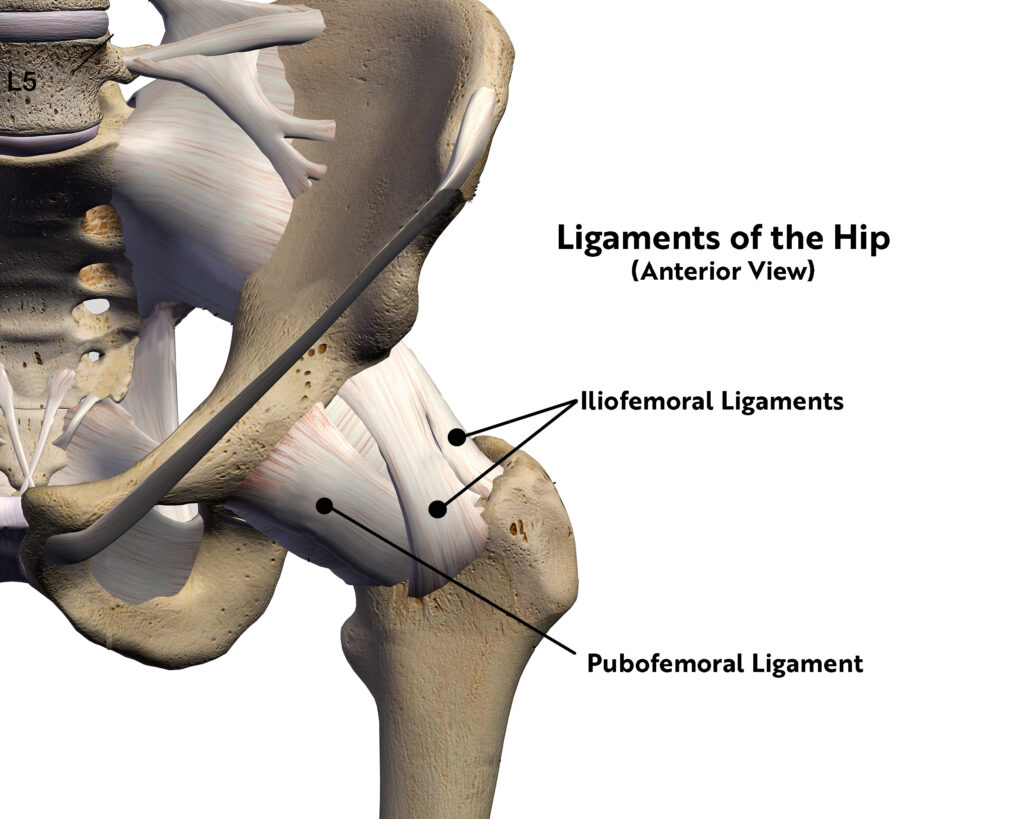 Ligaments of the Hip, hip anatomy