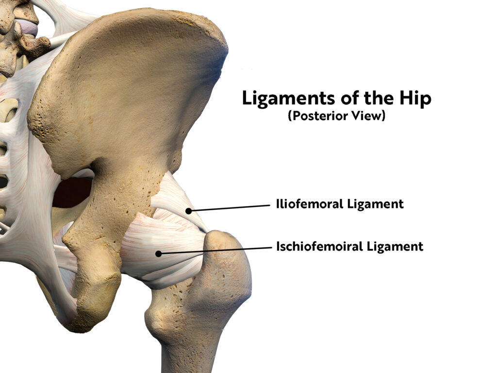 Ligaments of the Hip, hip anatomy