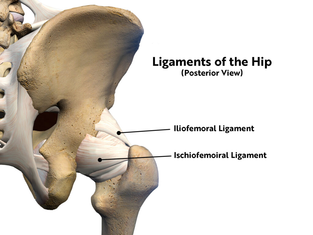 Anatomy of the Hip